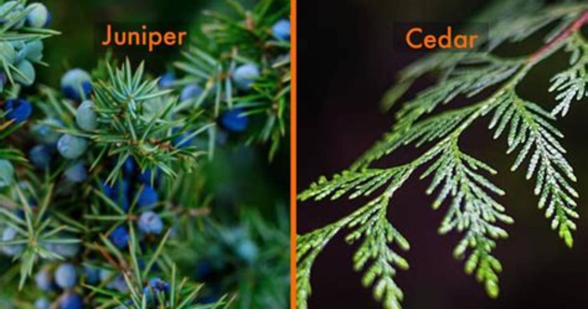 Is a Yew a Juniper