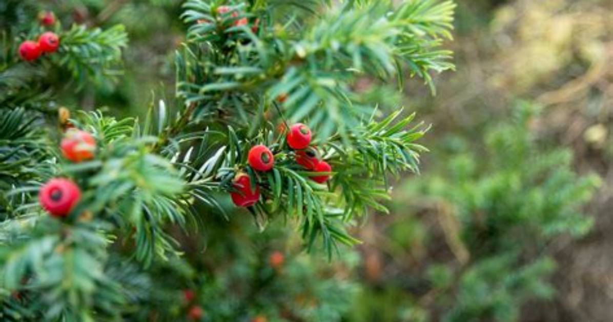 Is a Yew Tree Coniferous?