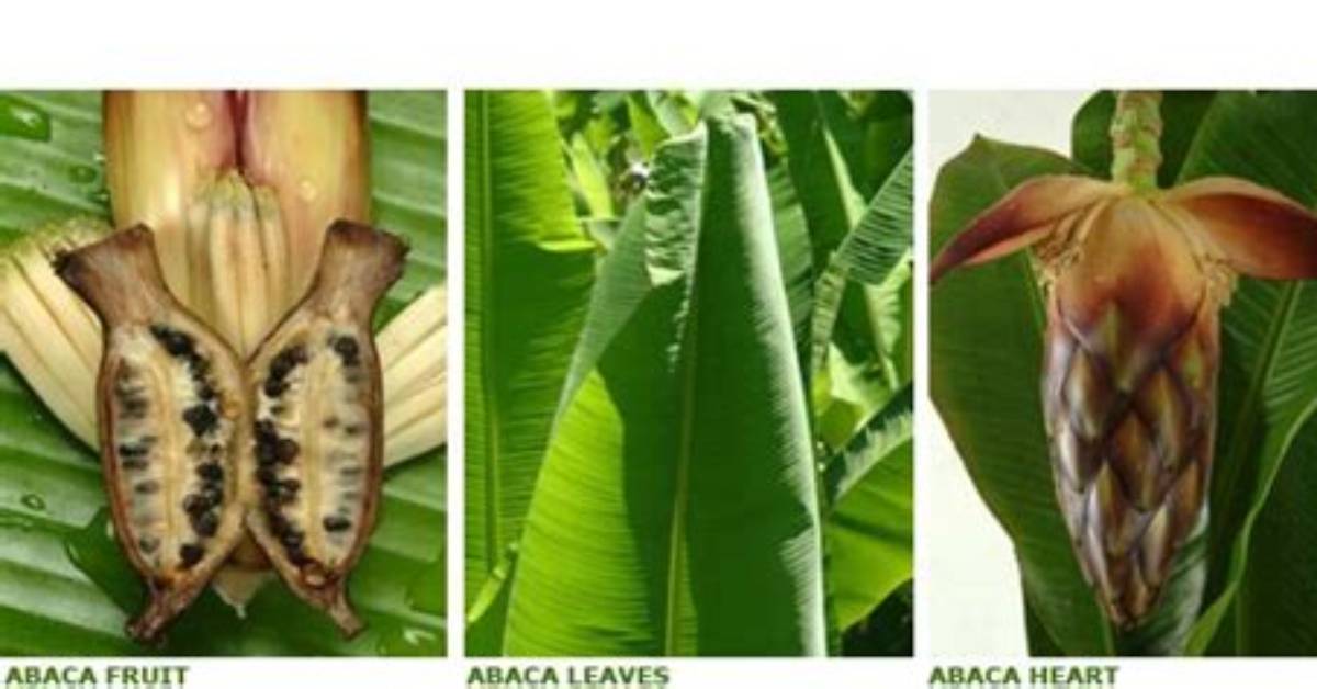 Is Abaca Fruit Edible?