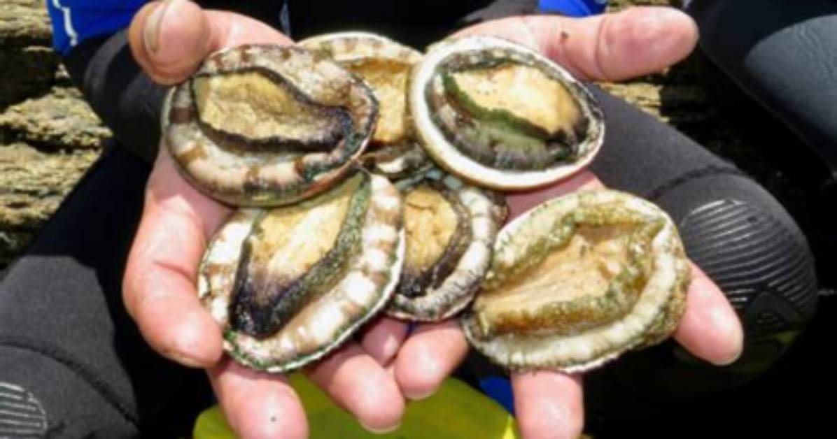 Is Abalone Season Open? | Contextresponse. Com