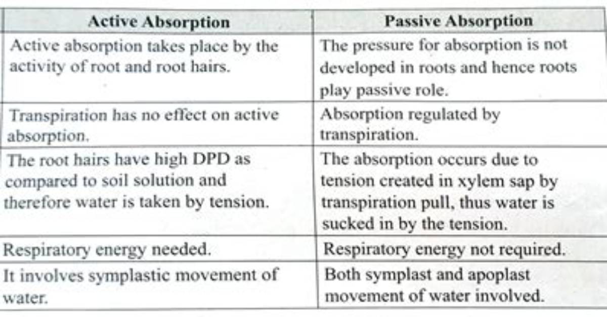 Is Absorption Active or Passive?