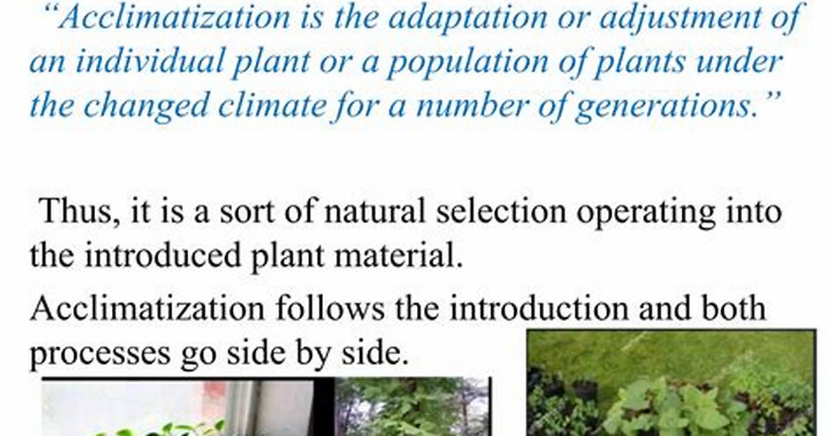 Is Acclimatization a Noun?