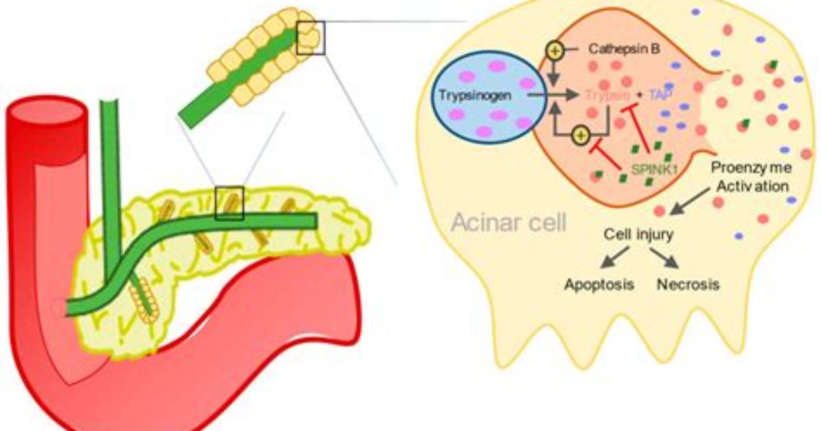 Is Activated by Enterokinase?