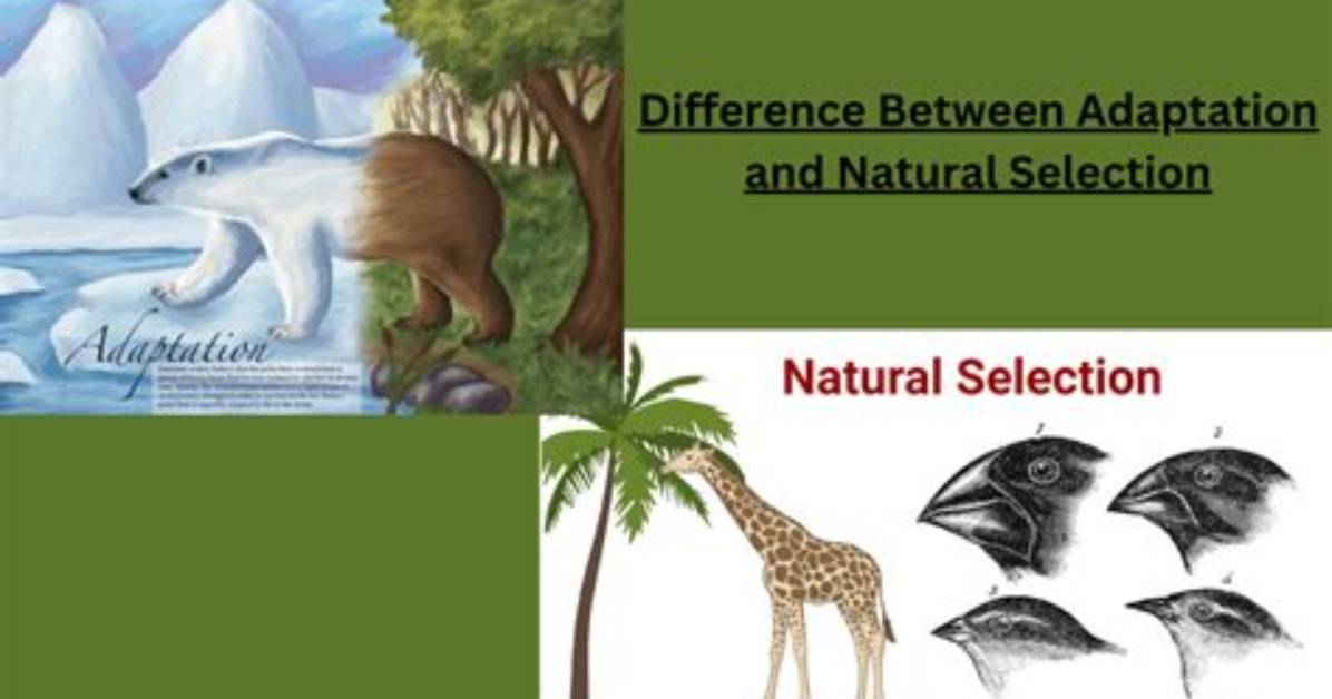 Is Adaptation Natural Selection?
