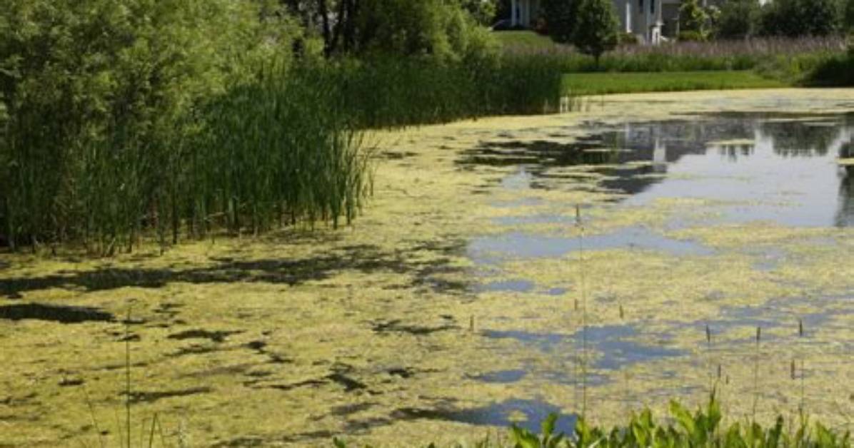 Is Algae in a Pond Bad