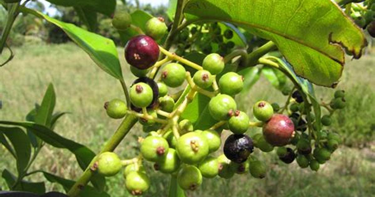 Is Allspice a Fruit