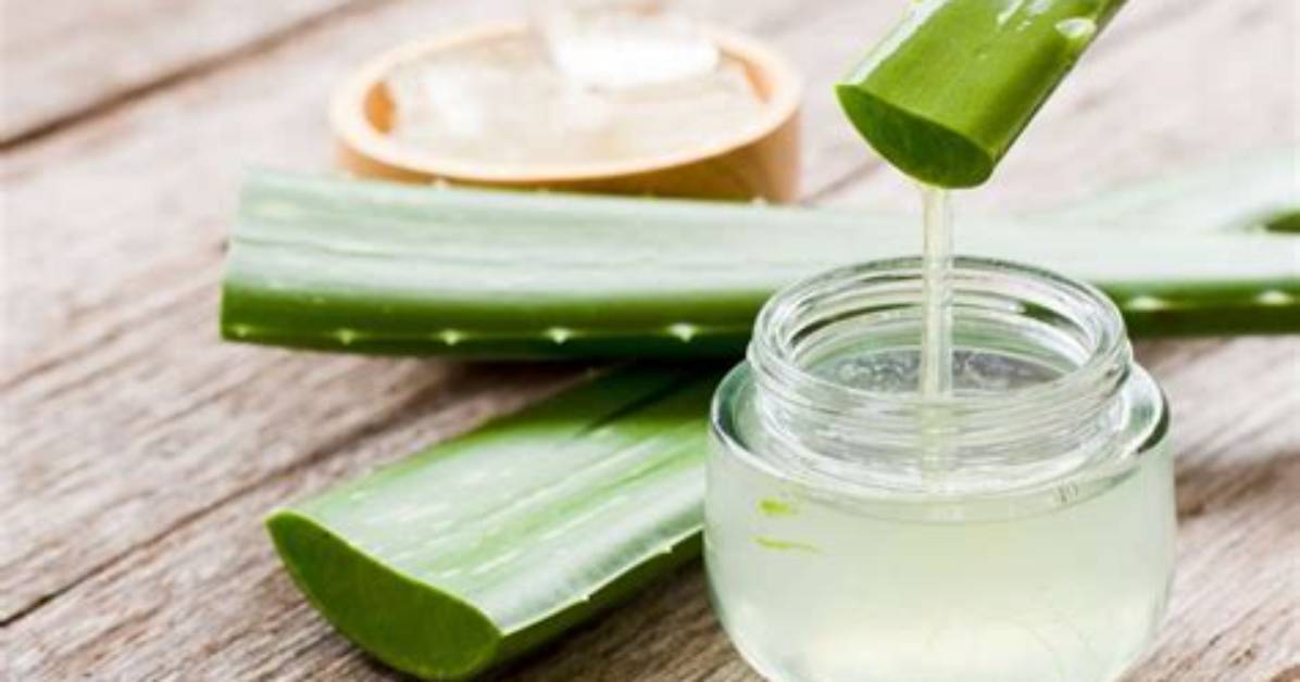 Is Aloe Vera Gel Good for Plants