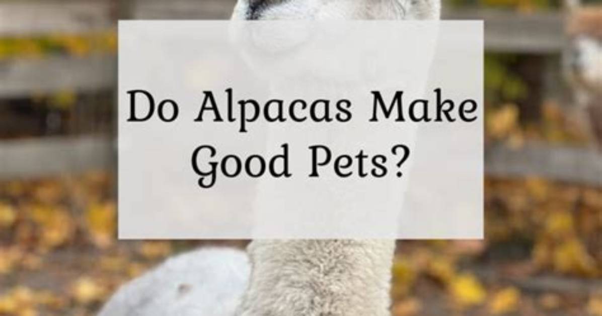Is Alpaca Good Quality?