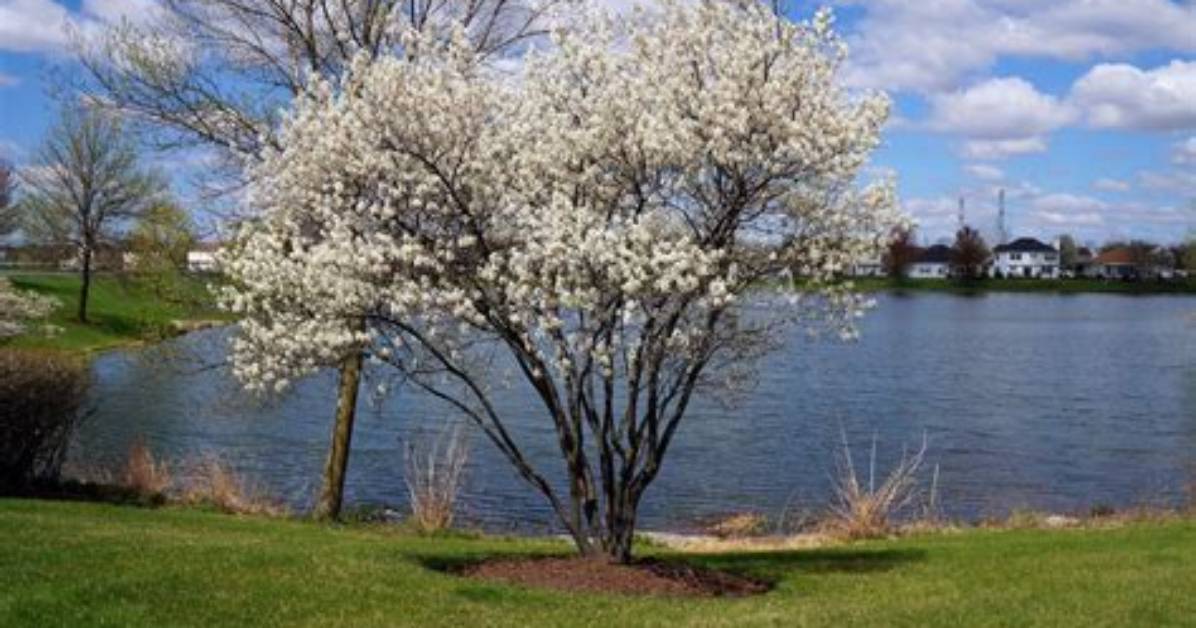 Is Amelanchier Deer Resistant?