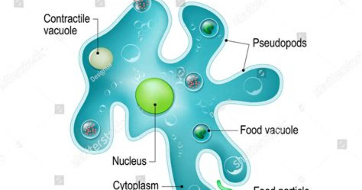 Is Amoeba a Protist?