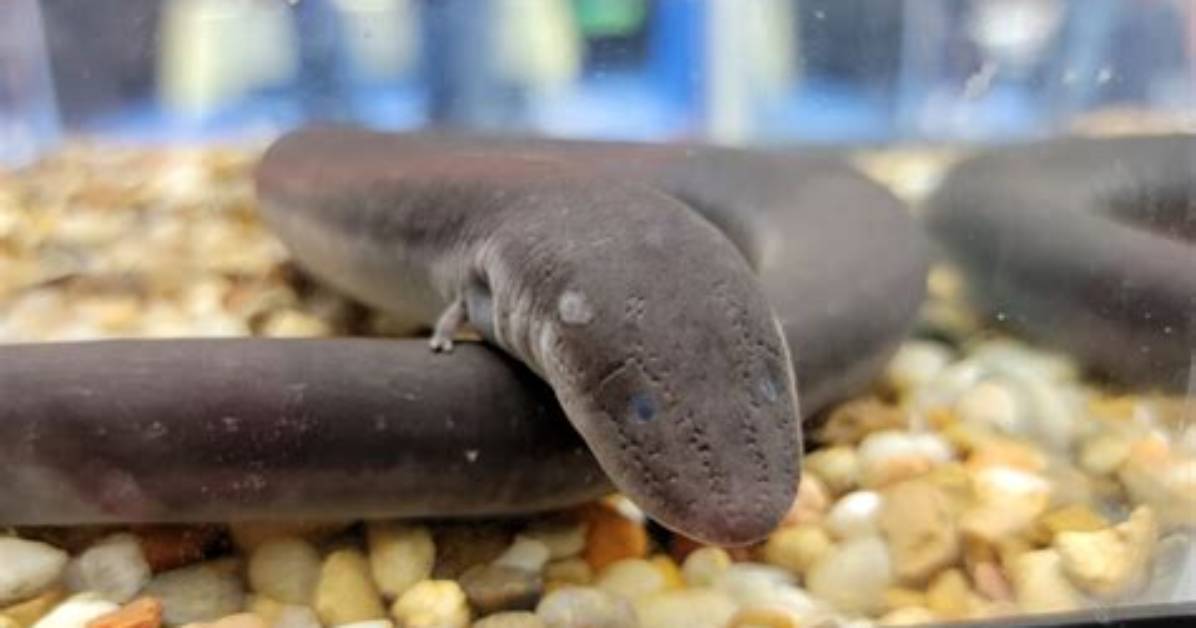 Is Amphiuma a Eel
