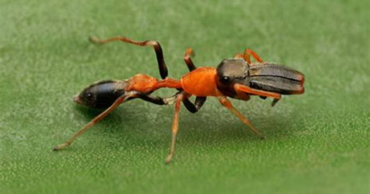 Is an Ant a Spider