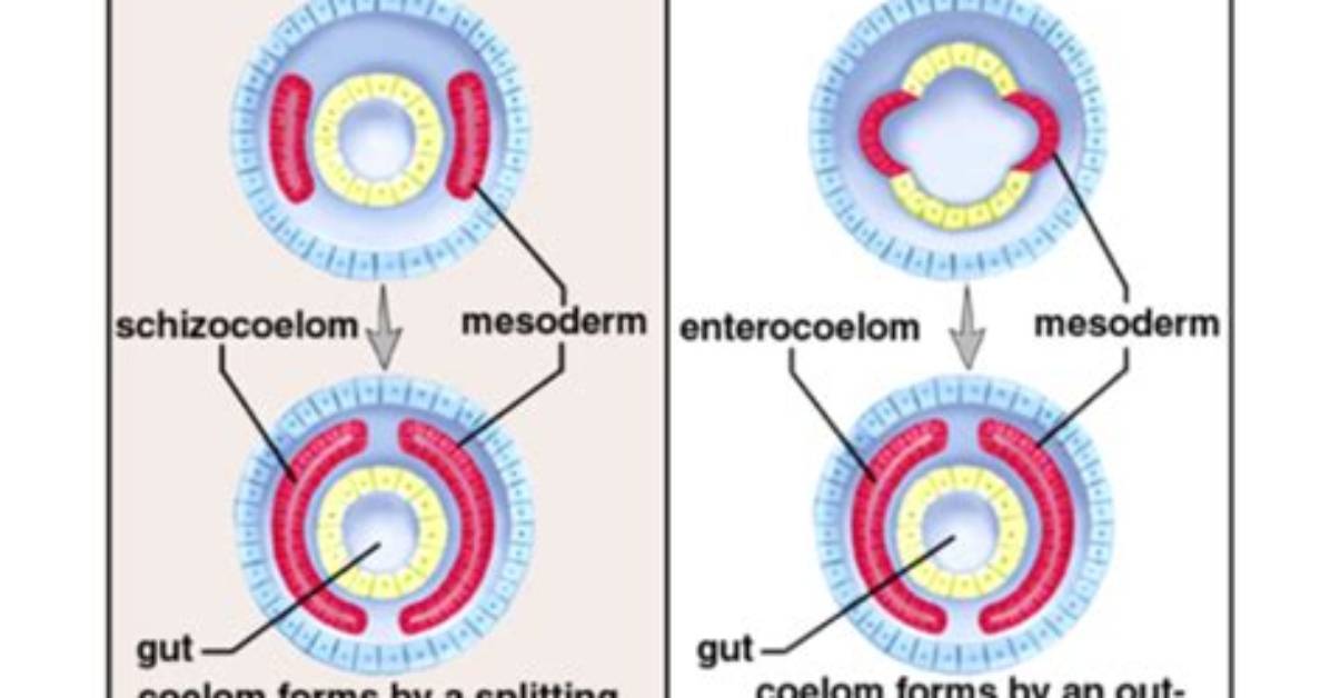 Is an Earthworm a Protostome