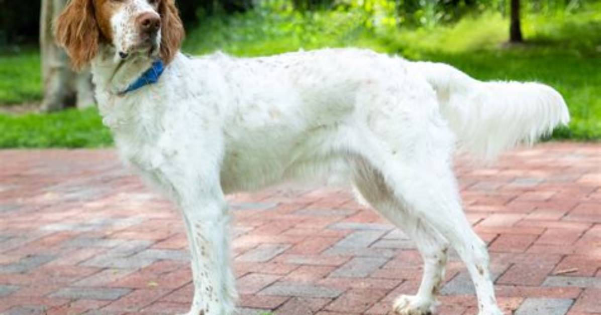 Is an English Setter a Pointer