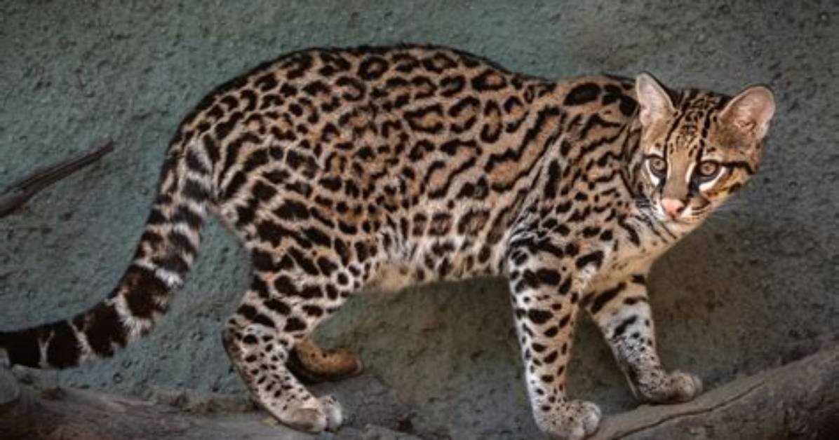 Is an Ocelot a Cat