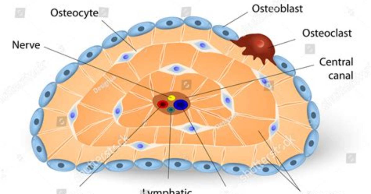 Is an Osteon and Osteocyte the Same Thing?
