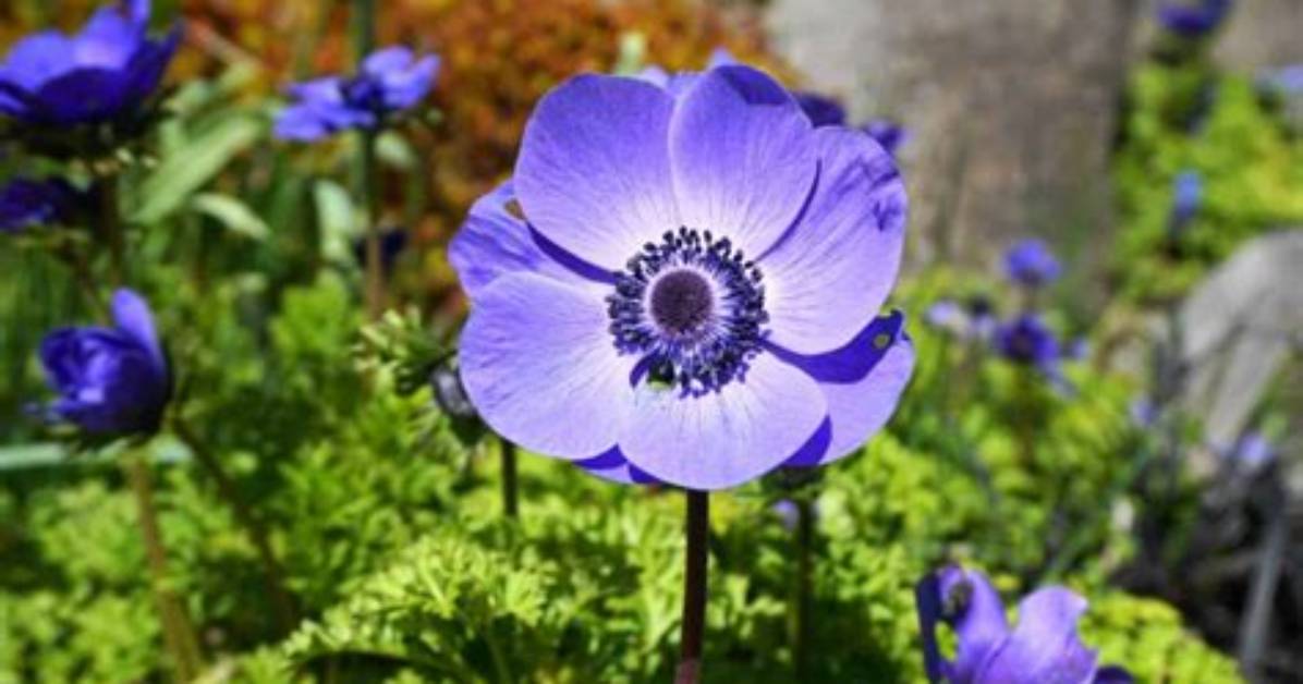 Is Anemone a Fall Flower