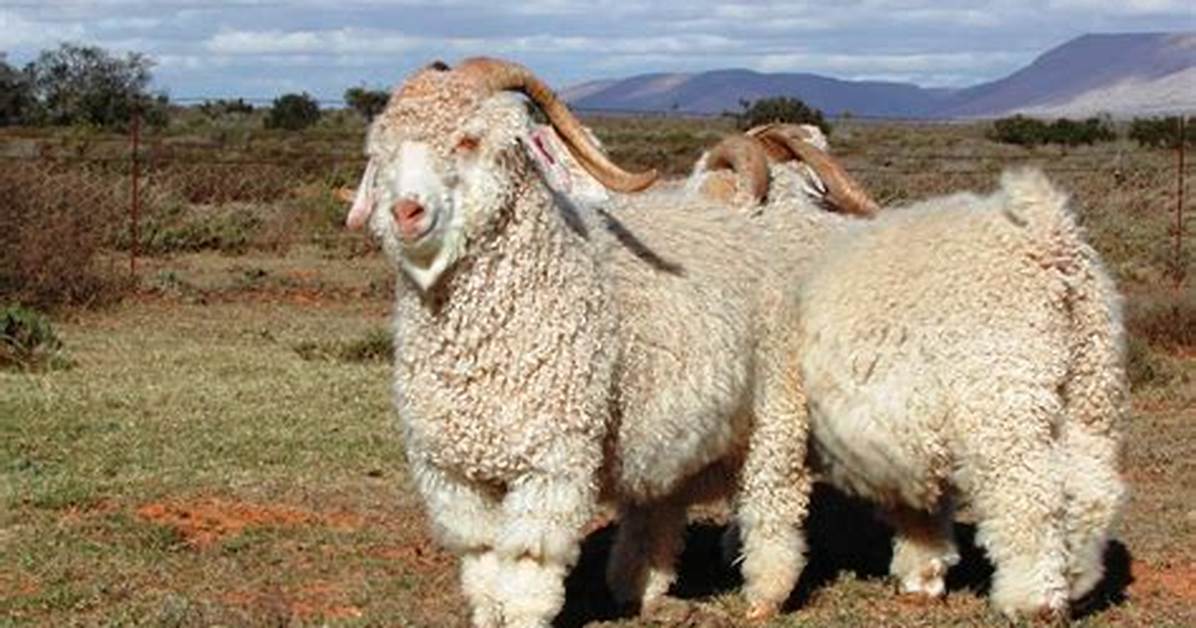 Is Angora a Sheep?