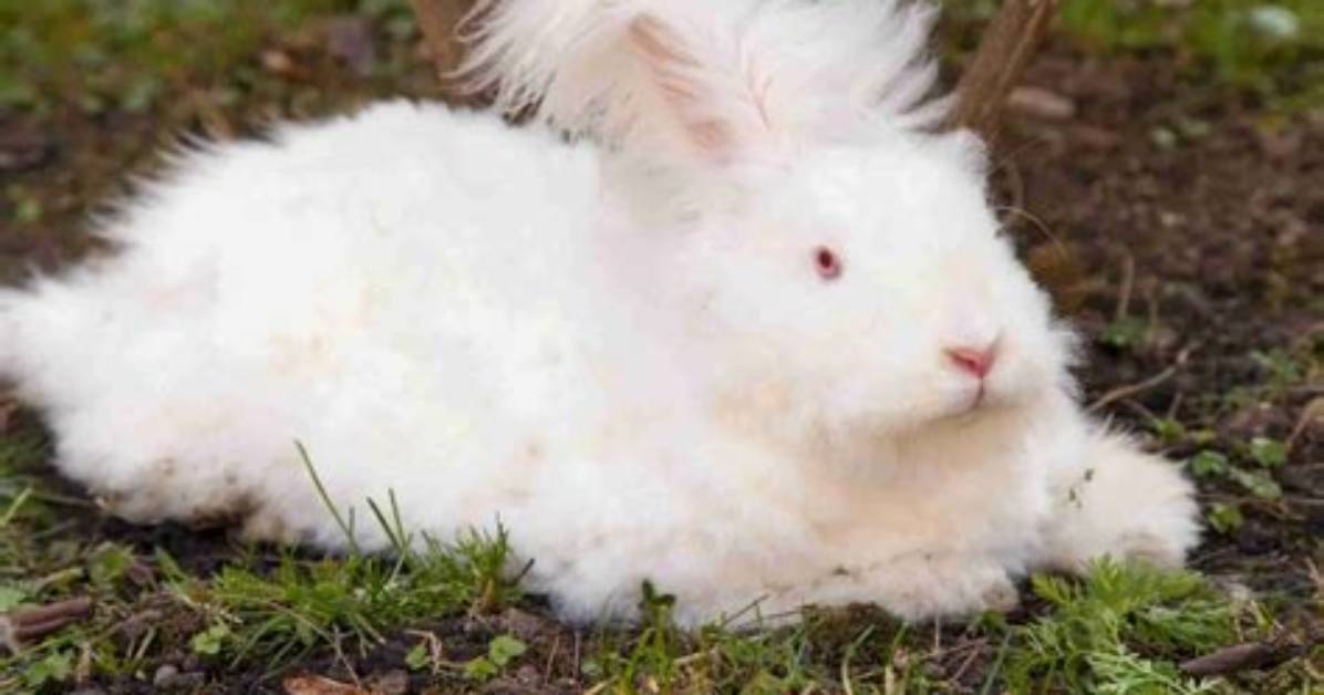Is Angora a Wool