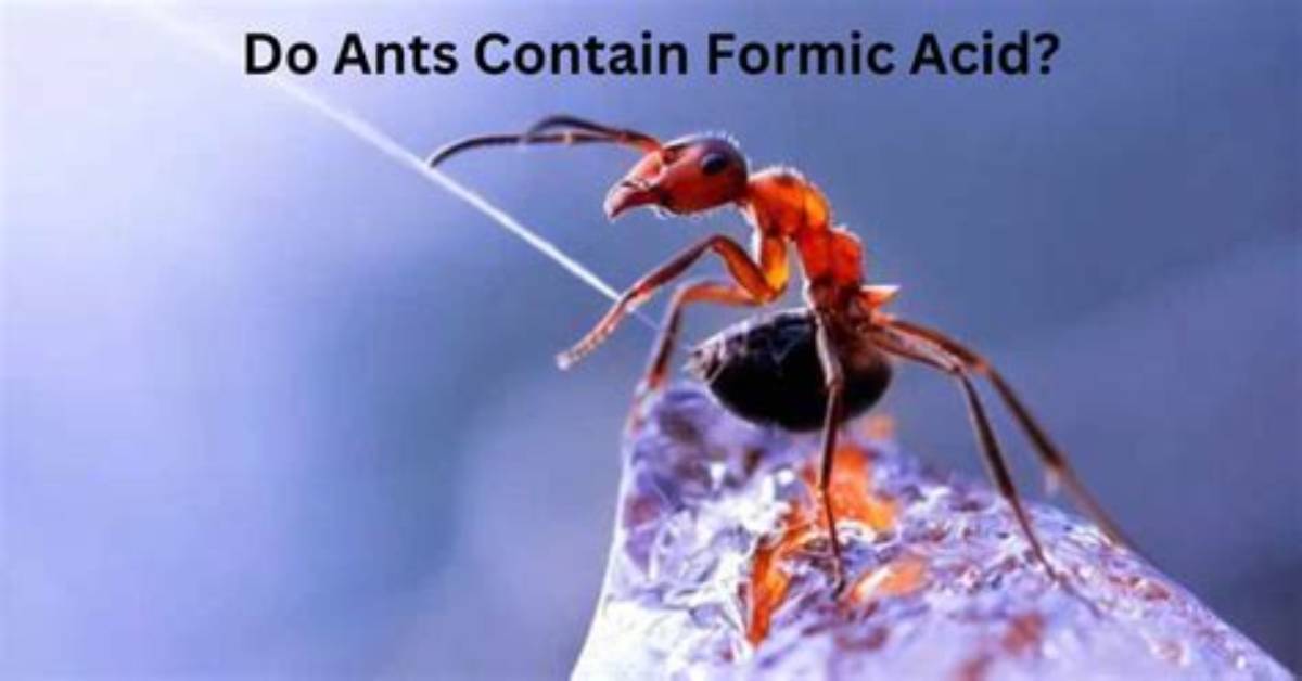 Is Ants Formic Acid?