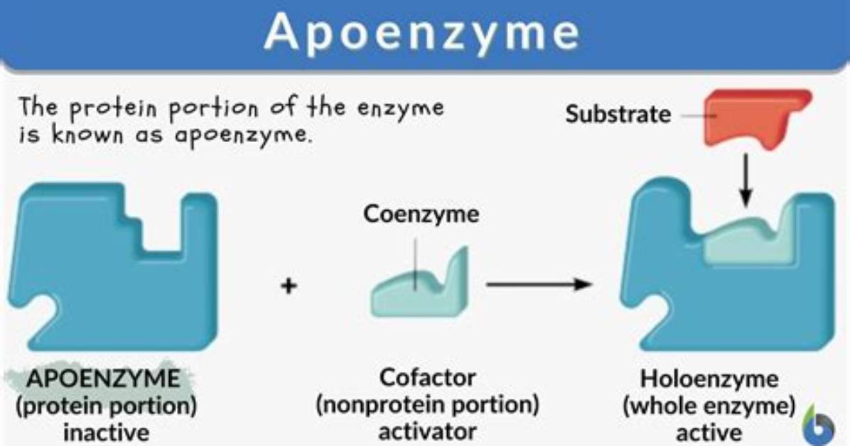 Is Apoenzyme the Same as Proenzyme?