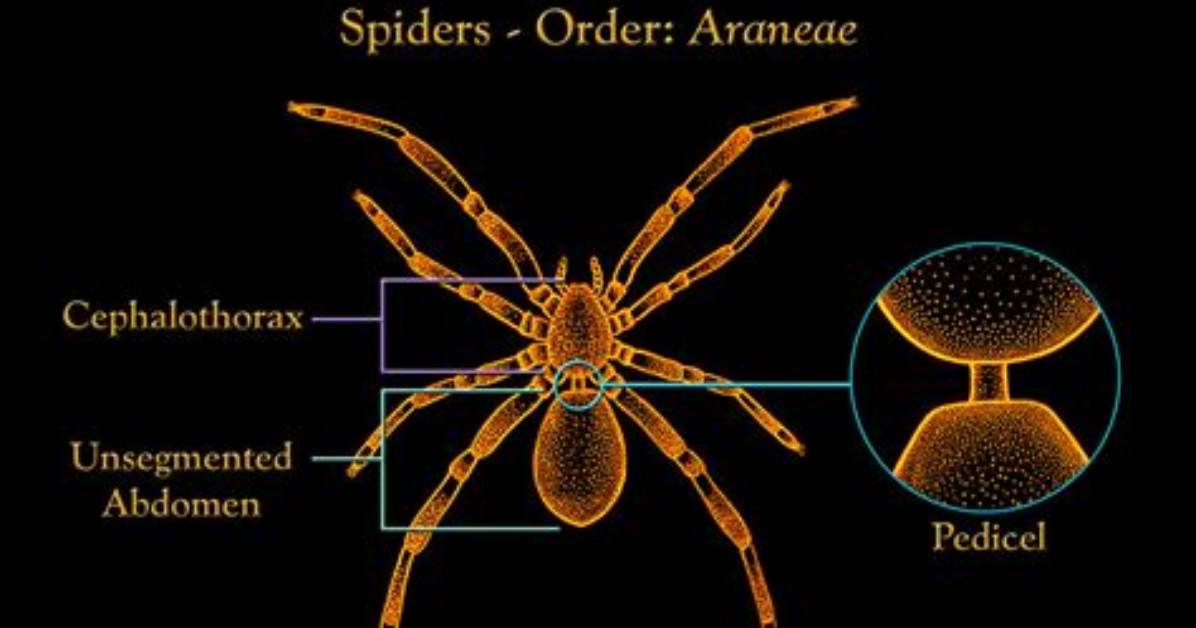 Is Arachnida a Class?