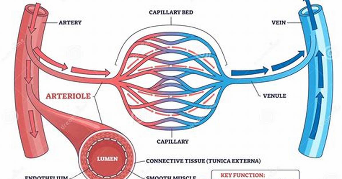 Is Arteriole a Plural?