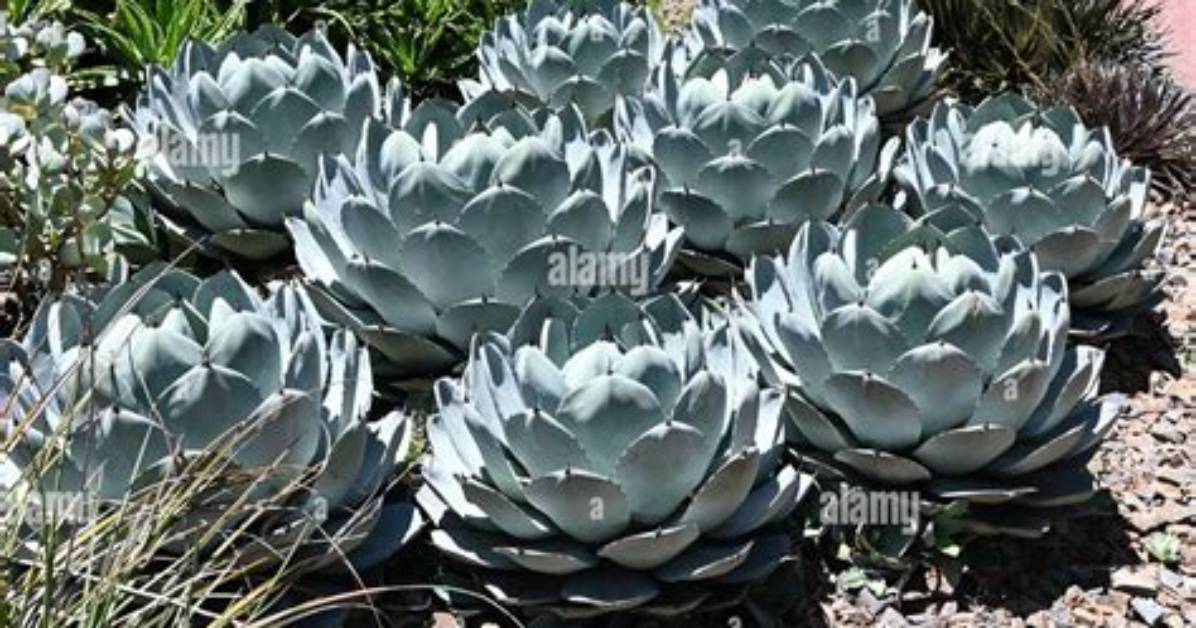 Is Artichoke a Succulent