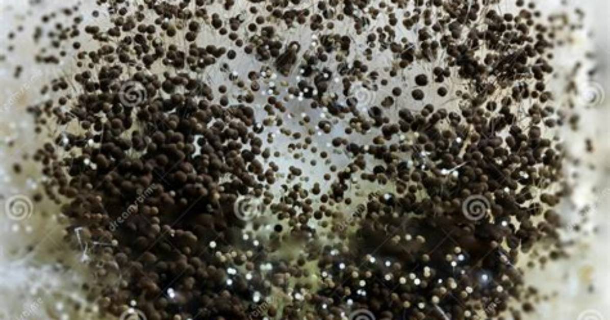 Is Aspergillus Black Mold?
