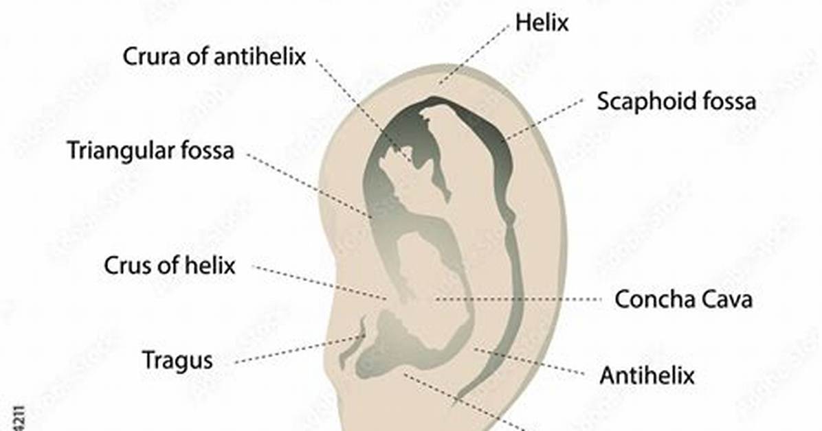 Is Auricle a Ear?