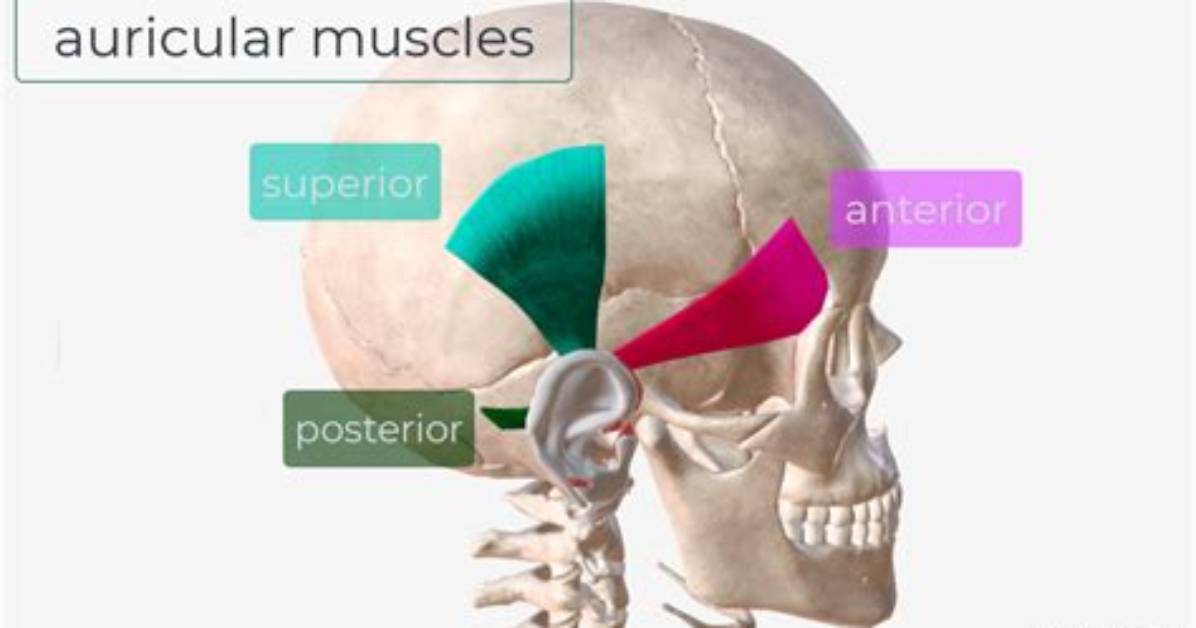 Is Auricular an Adjective?