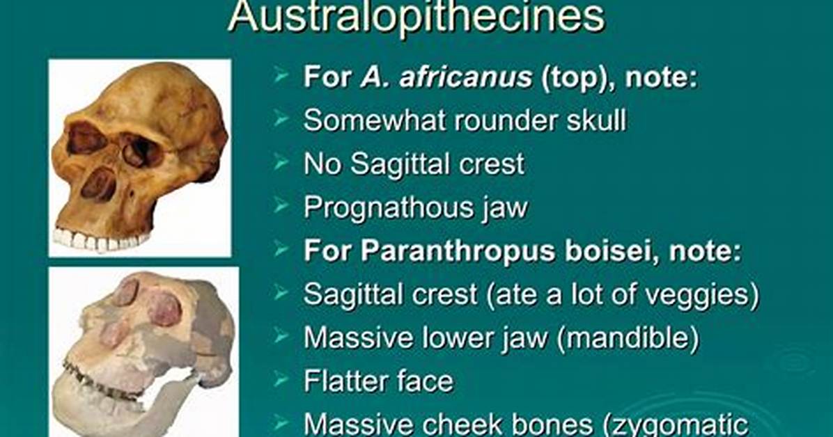Is Australopithecus and Australopithecines the Same?