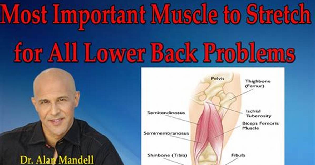 Is Back the Most Important Muscle?