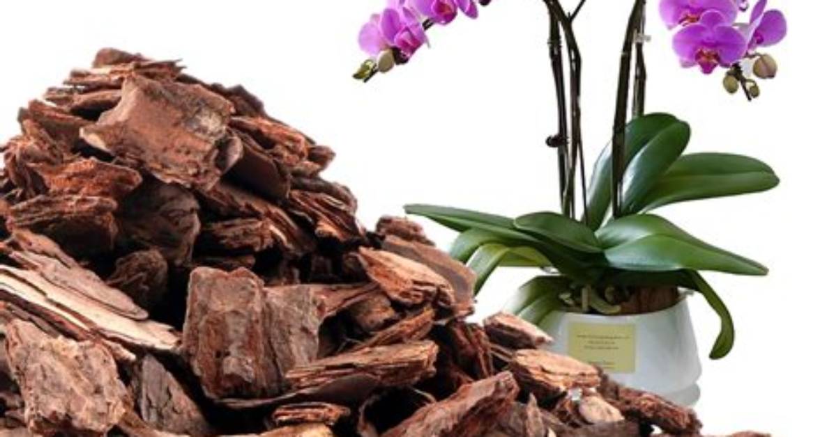 Is Bark Bad for Plants