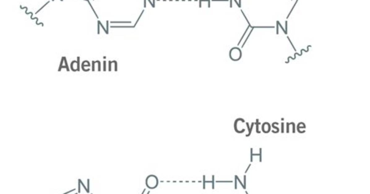 Is Base and Primer the Same Thing?