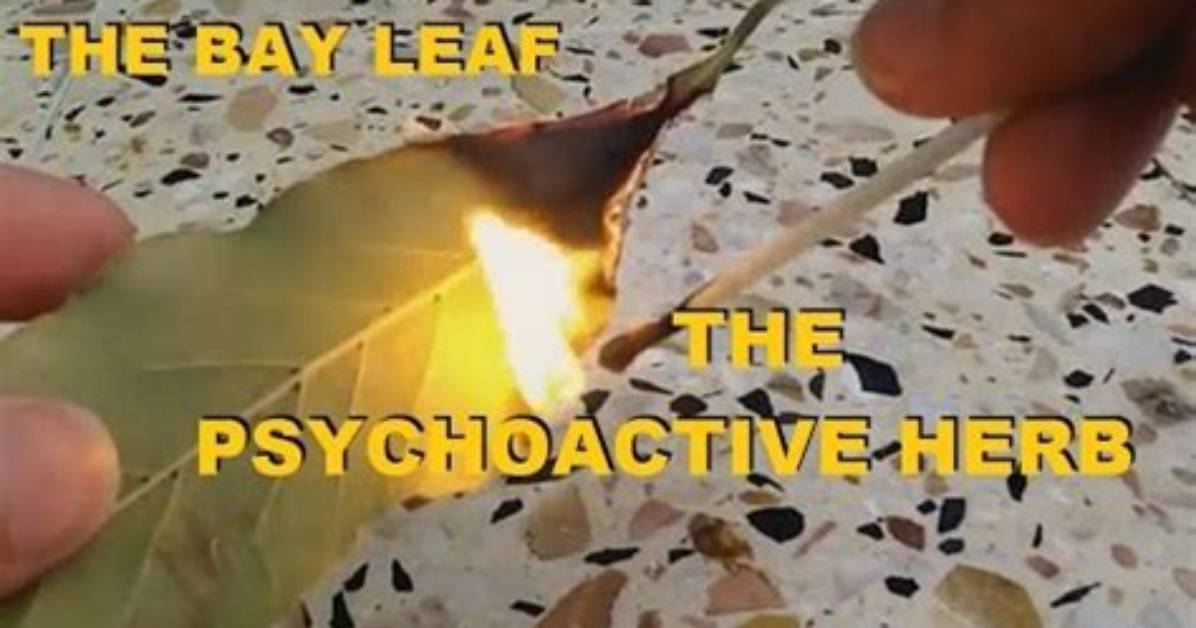 Is Bay Leaf Psychoactive