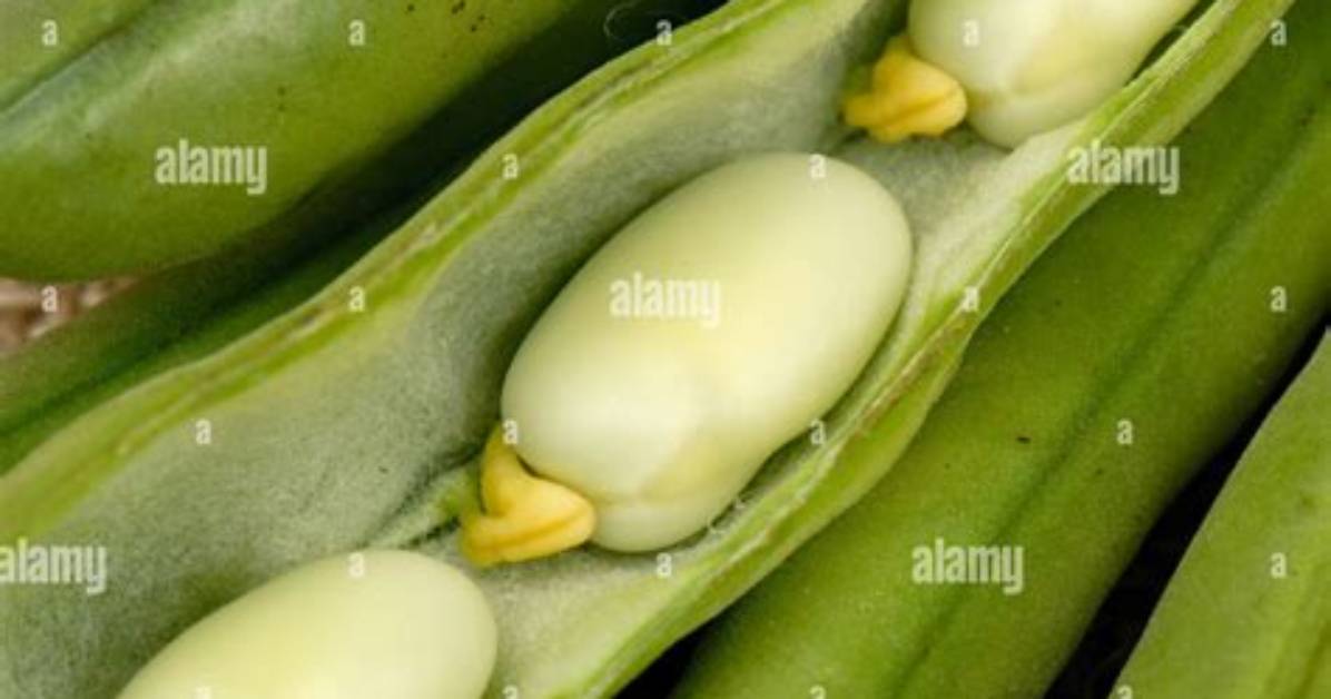 Is Bean Pod a Fruit