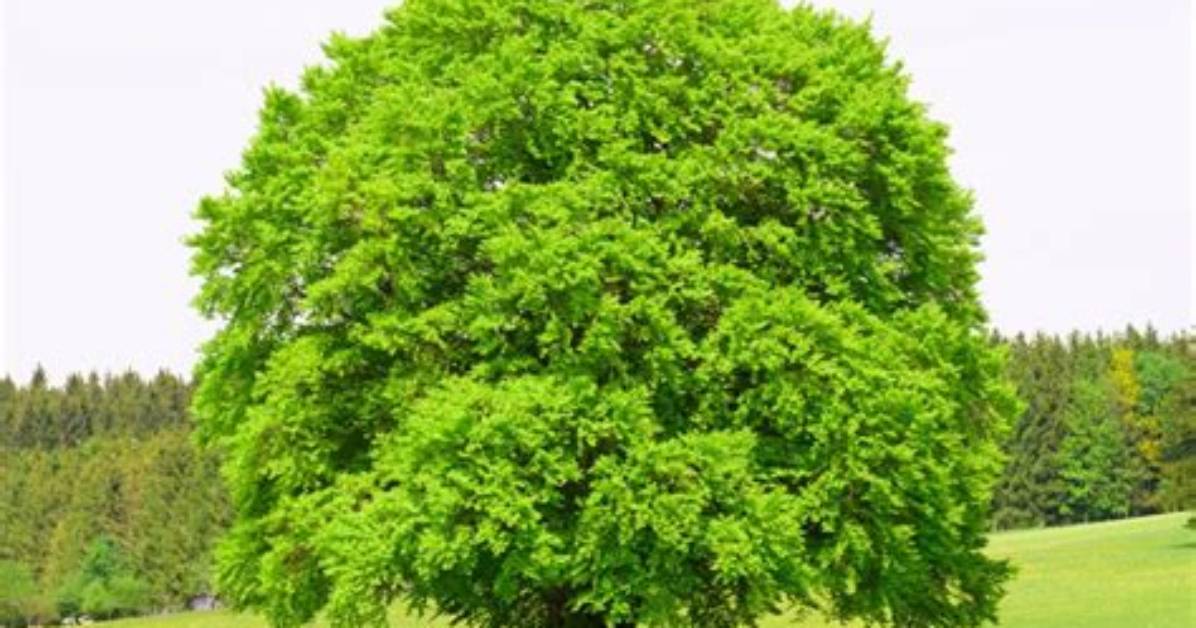 Is Beech Tree a Hardwood