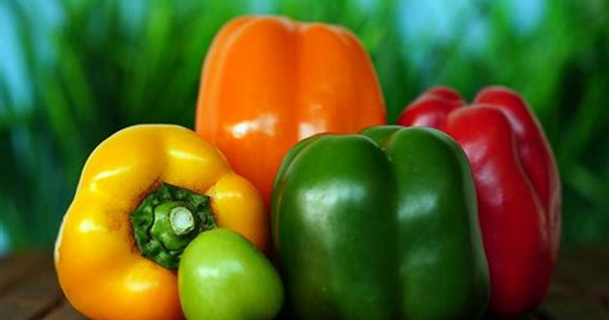 Is Bell Pepper Vegetable