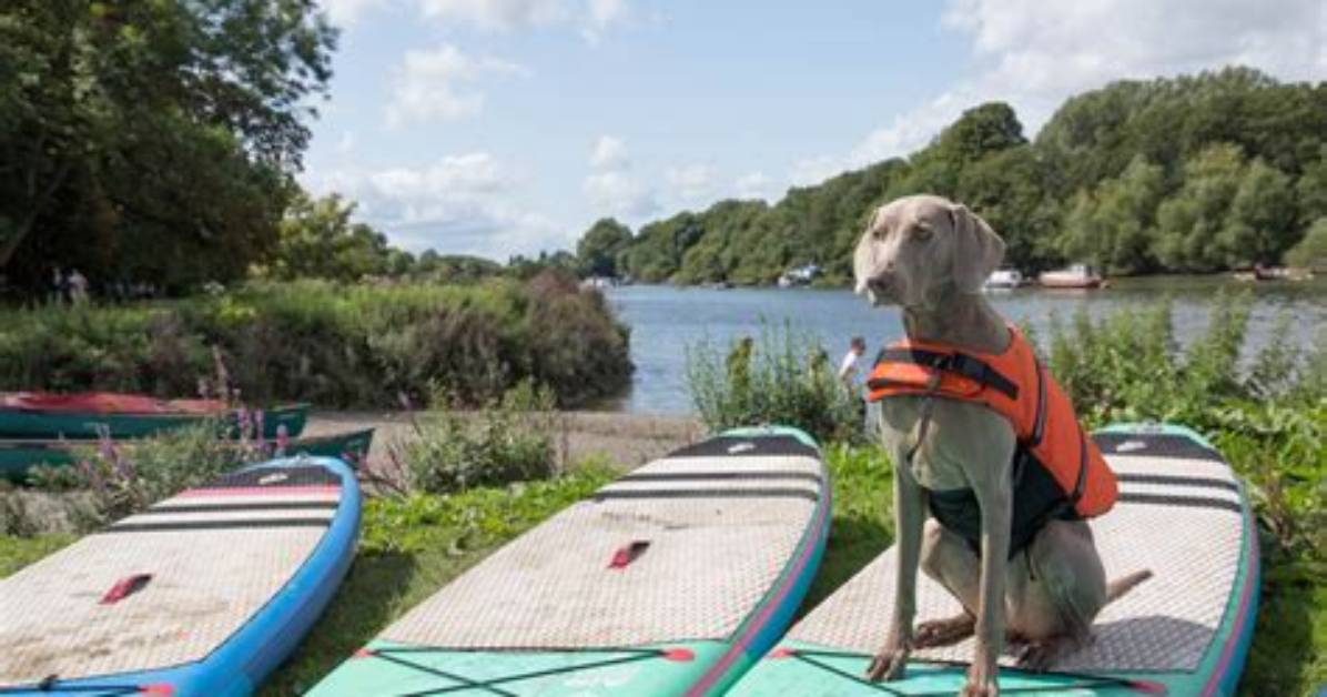 Is Bent Paddle Dog Friendly?