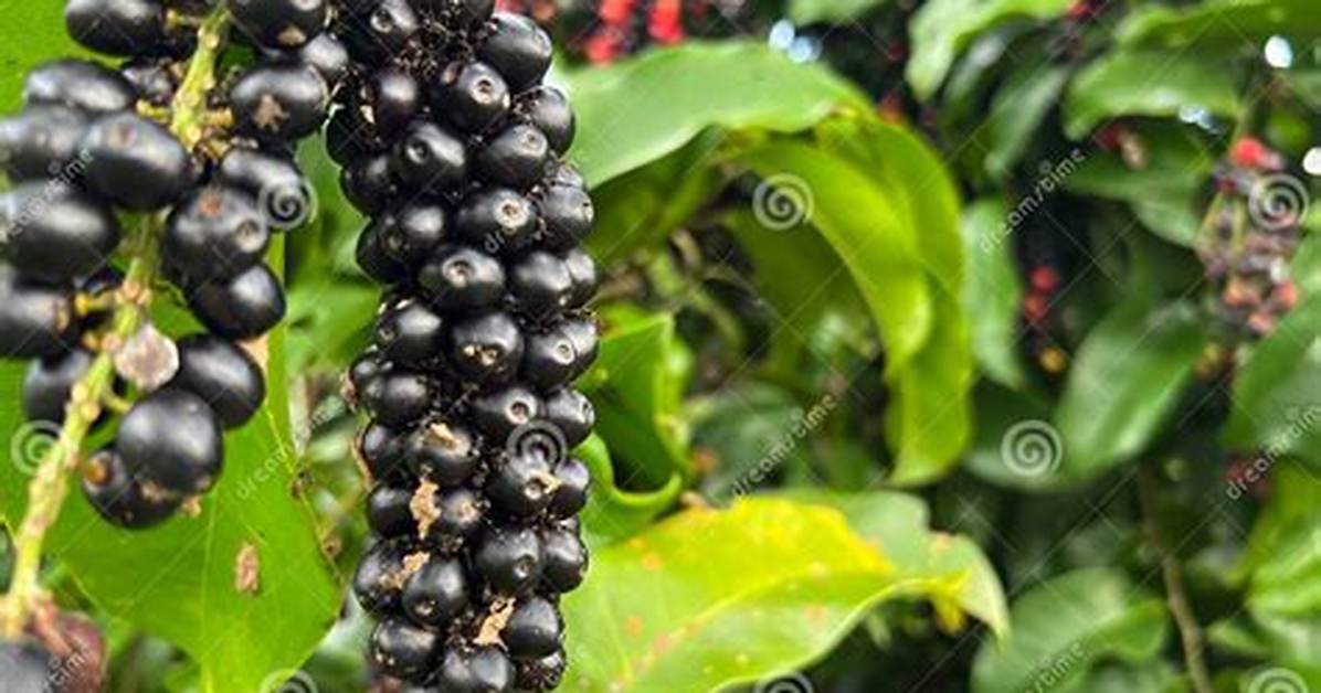 Is Bignay a Berry