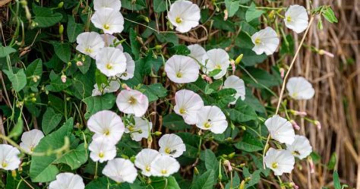 Is Bindweed an Evergreen