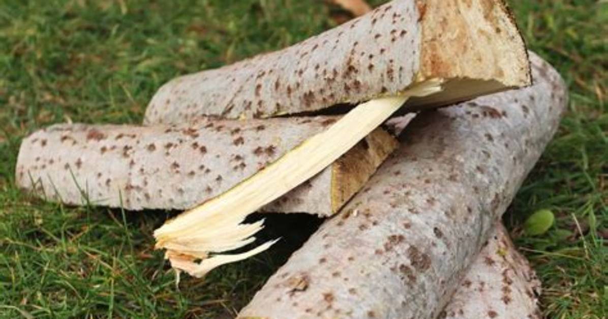 Is Birch Easy to Split