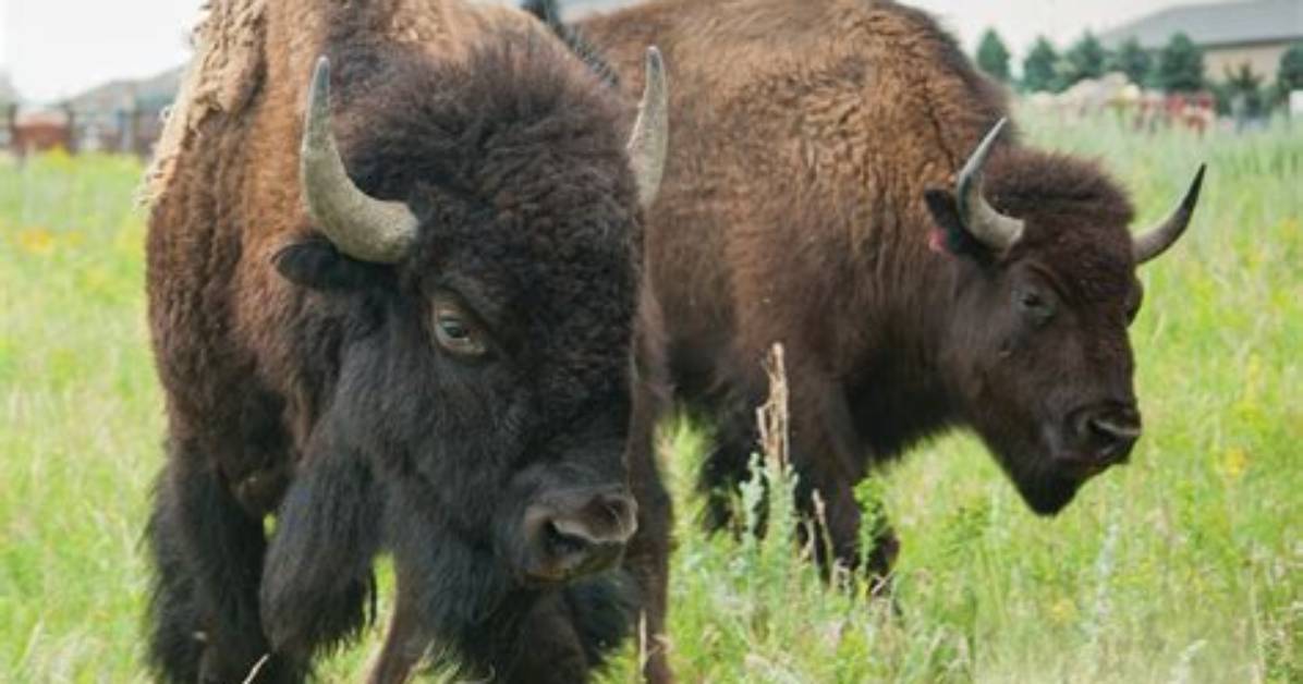 Is Bison Good for You