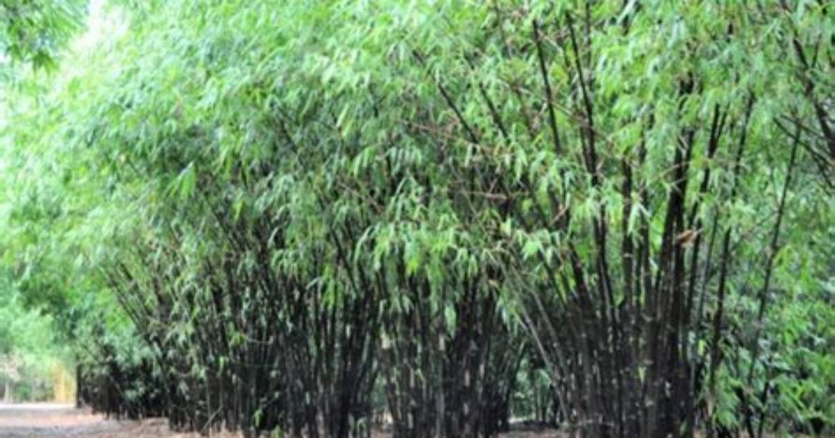 Is Black Bamboo Clumping