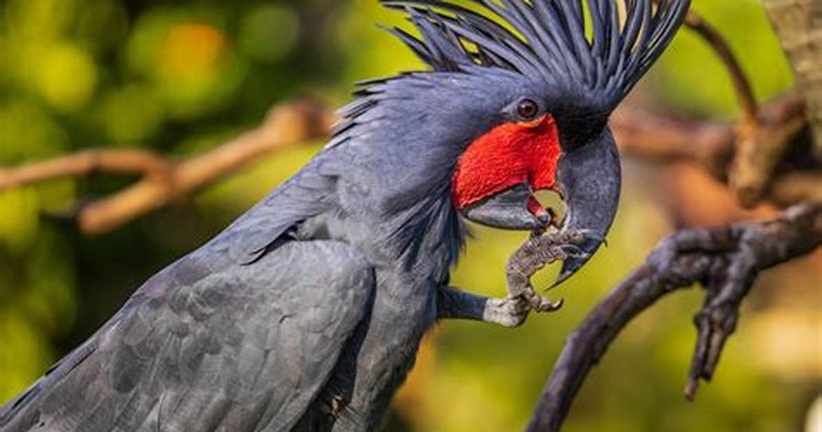 Is Black Palm Poisonous? | Contextresponse. Com
