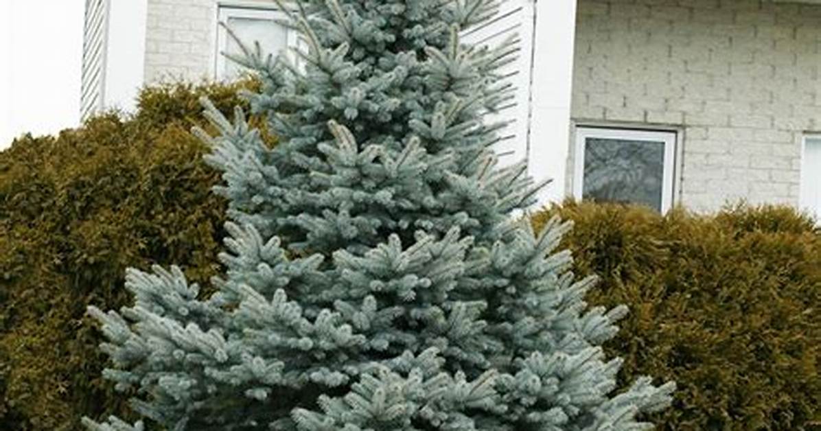 Is Blue Spruce a Good Tree