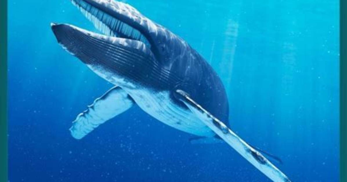 Is Blue Whales Extinct?