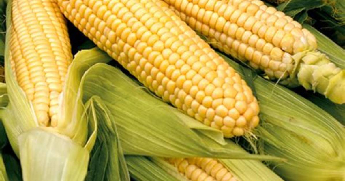 Is Bodacious Sweet Corn Roundup Ready