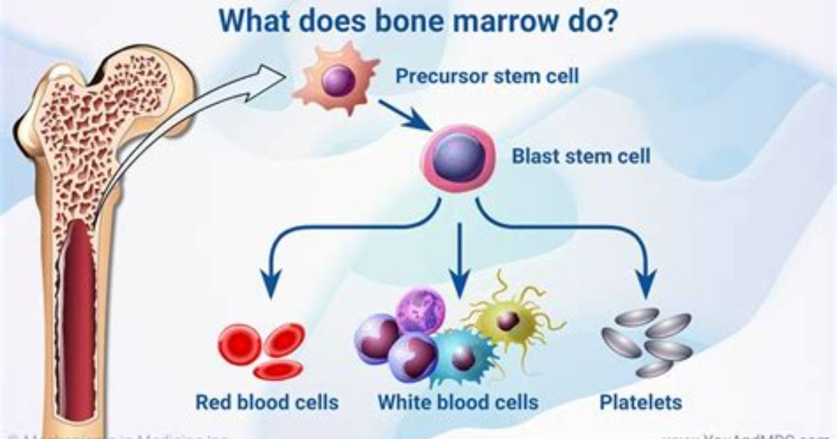 Is Bone Marrow Harmful